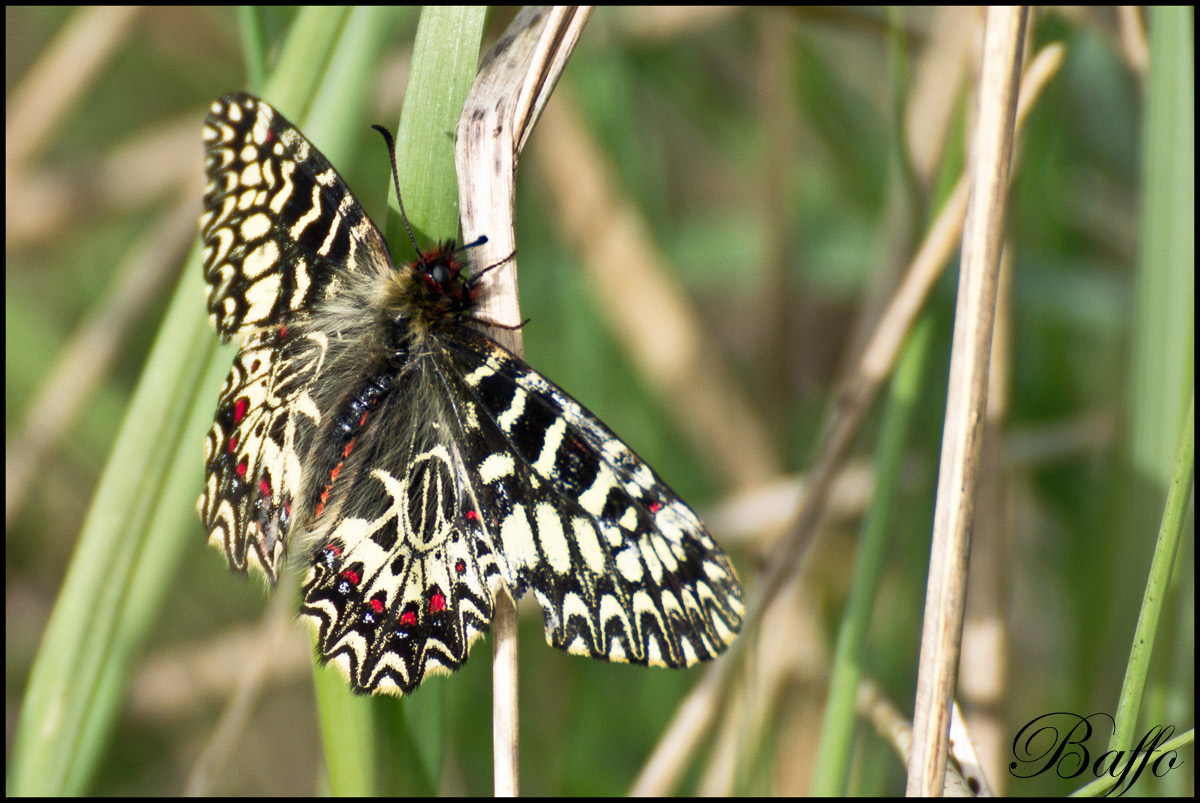 Zerynthia hypsipyle?